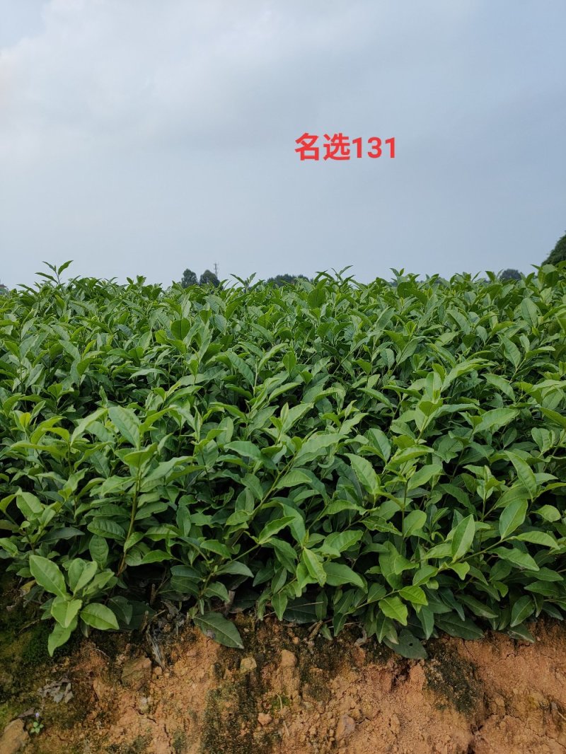 绿茶苗