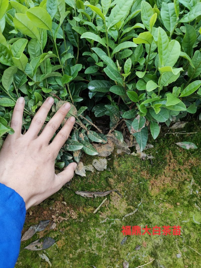 绿茶苗