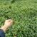 绿茶苗