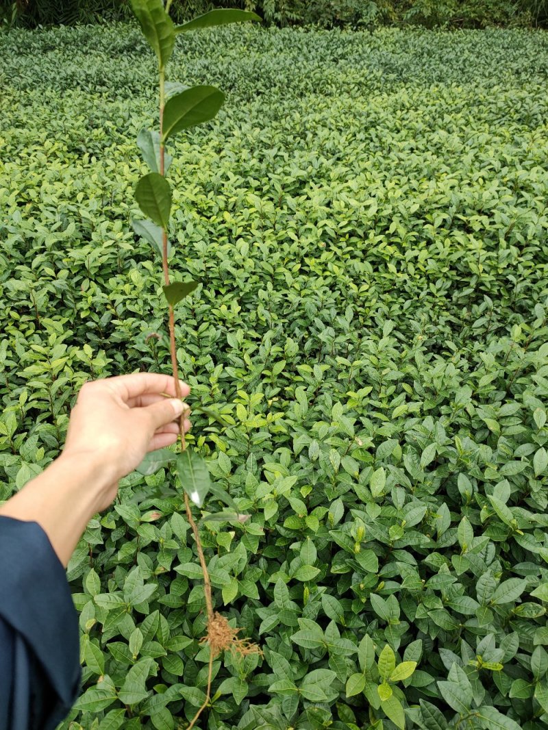 绿茶苗