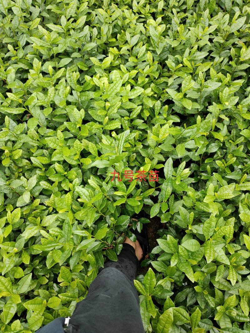 绿茶苗