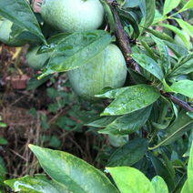 永州祁阳奈李大量上市了