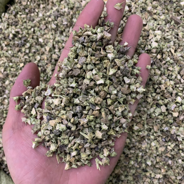 蒺藜一公斤起批无硫磺熏蒸蒺藜蒺藜