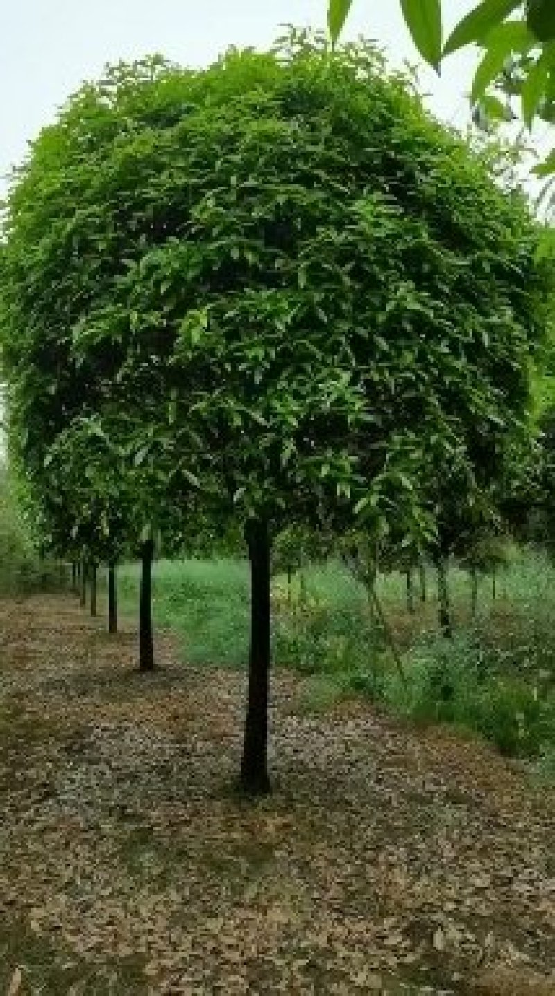 桂花树