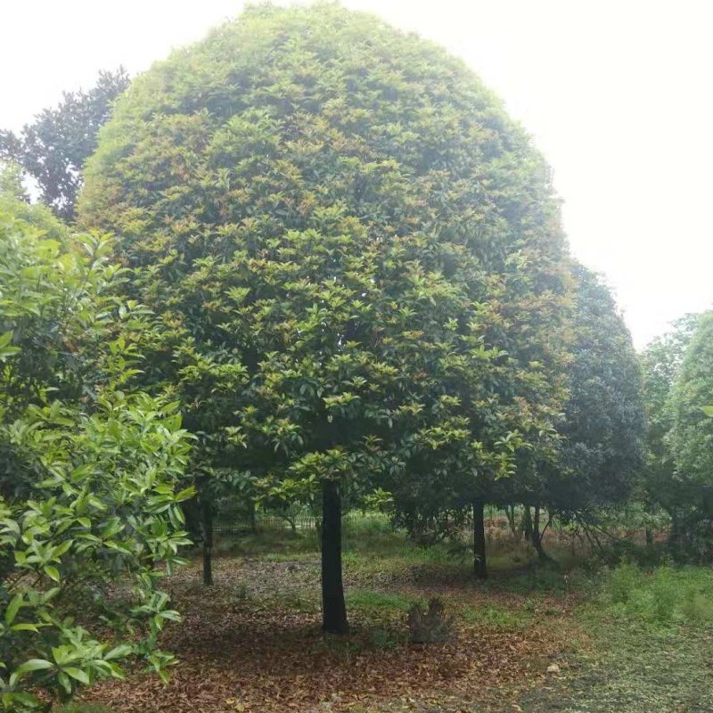 桂花树