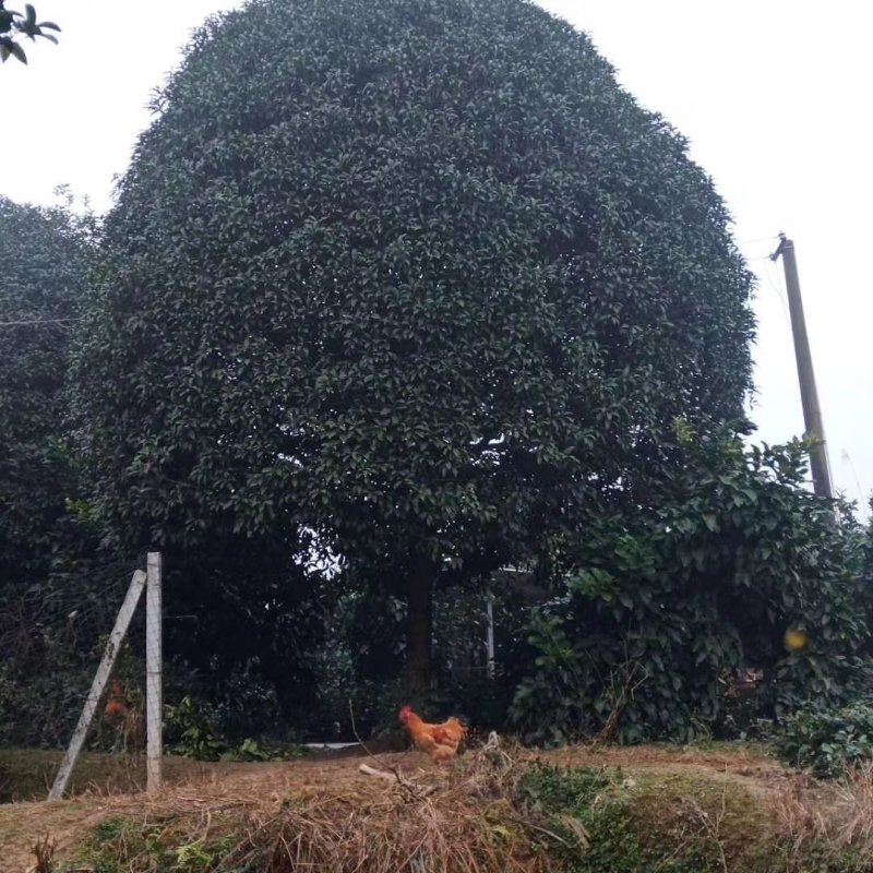 桂花树