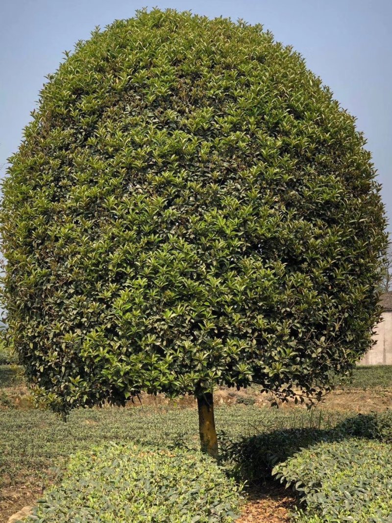 桂花树