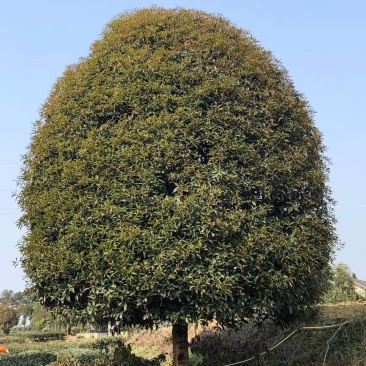 桂花树