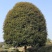 桂花树