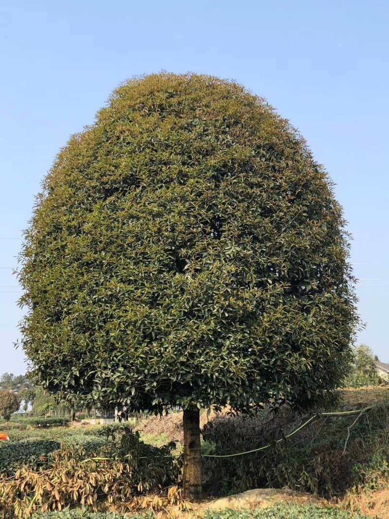 桂花树