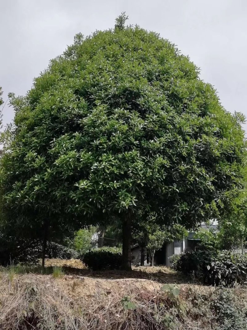 桂花树