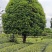桂花树