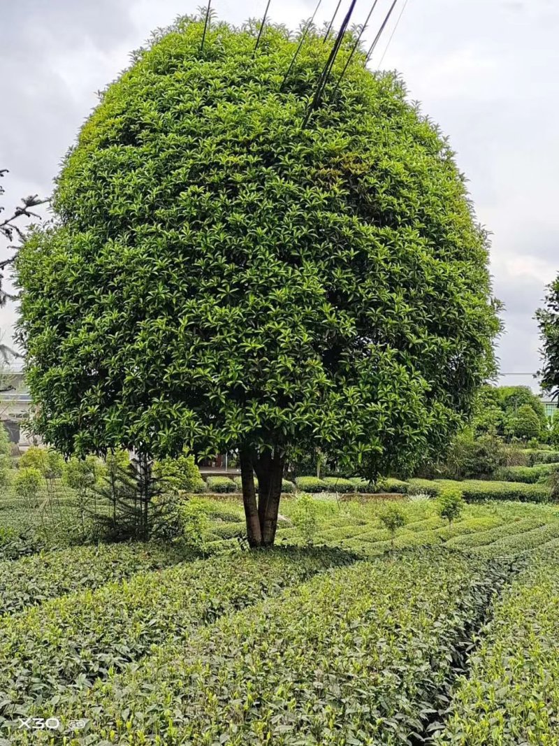 桂花树