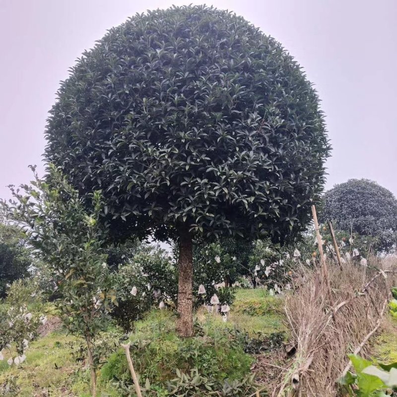 桂花树