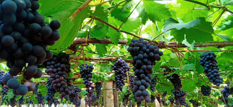 大量代收玫瑰香葡萄🍇
