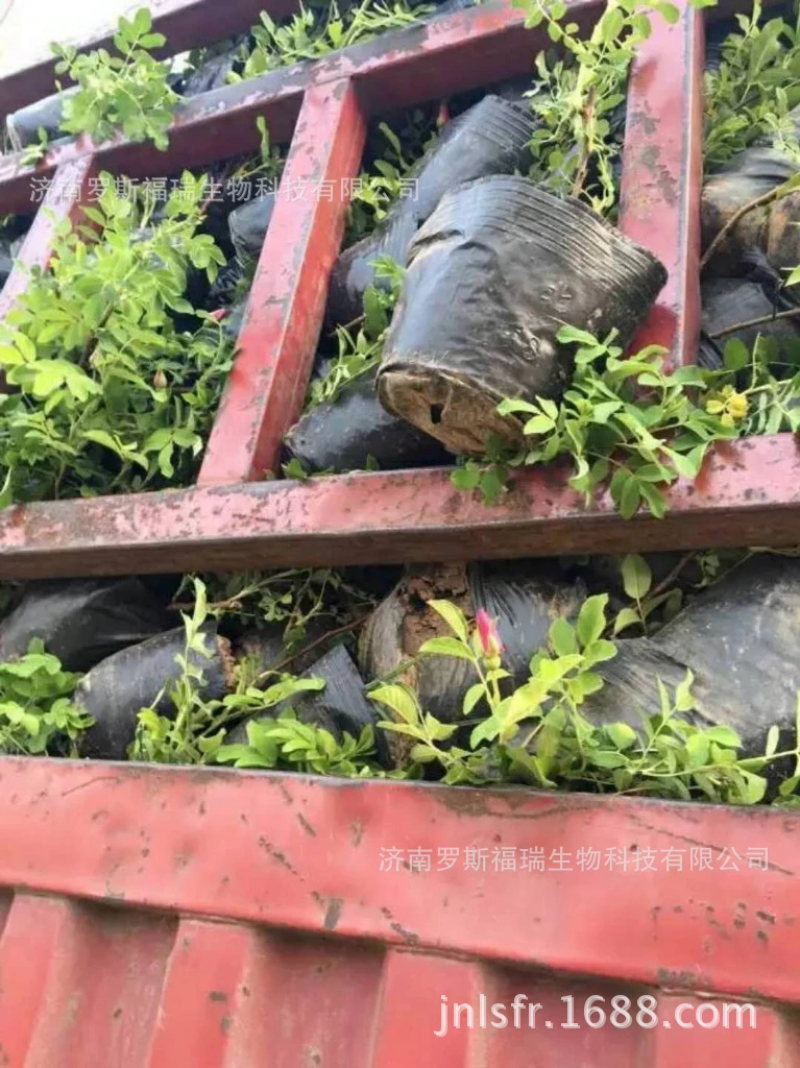 玫瑰苗！玫瑰花苗，四级玫瑰，中天玫瑰！平阴食用丰华一号