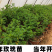 玫瑰苗！玫瑰花苗，四级玫瑰，中天玫瑰！平阴食用丰华一号