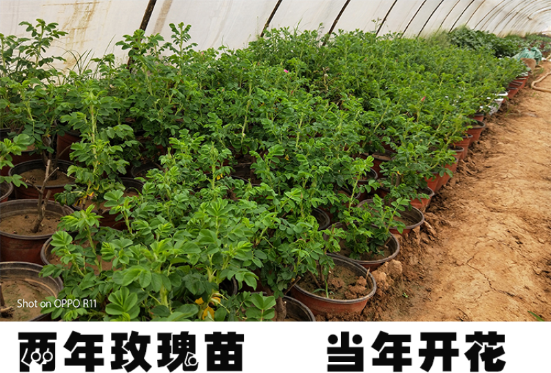 玫瑰苗！玫瑰花苗，四级玫瑰，中天玫瑰！平阴食用丰华一号