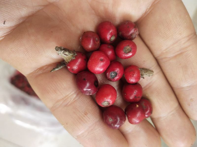 老鹰茶种子。茶籽。需要联系。。。。。。。。
