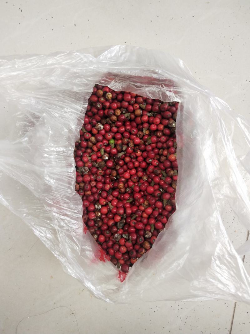 老鹰茶种子。茶籽。需要联系。。。。。。。。