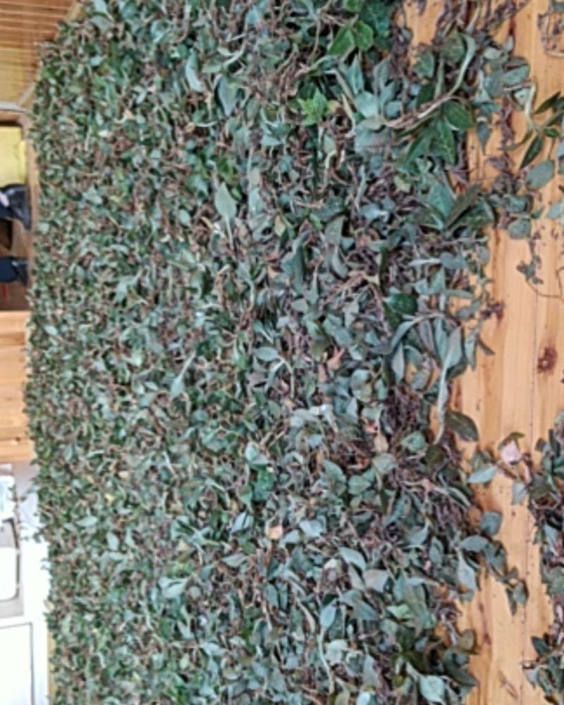 贵州野生无硫斑叶兰干货银线莲生货肺心草干品润肺产地直销
