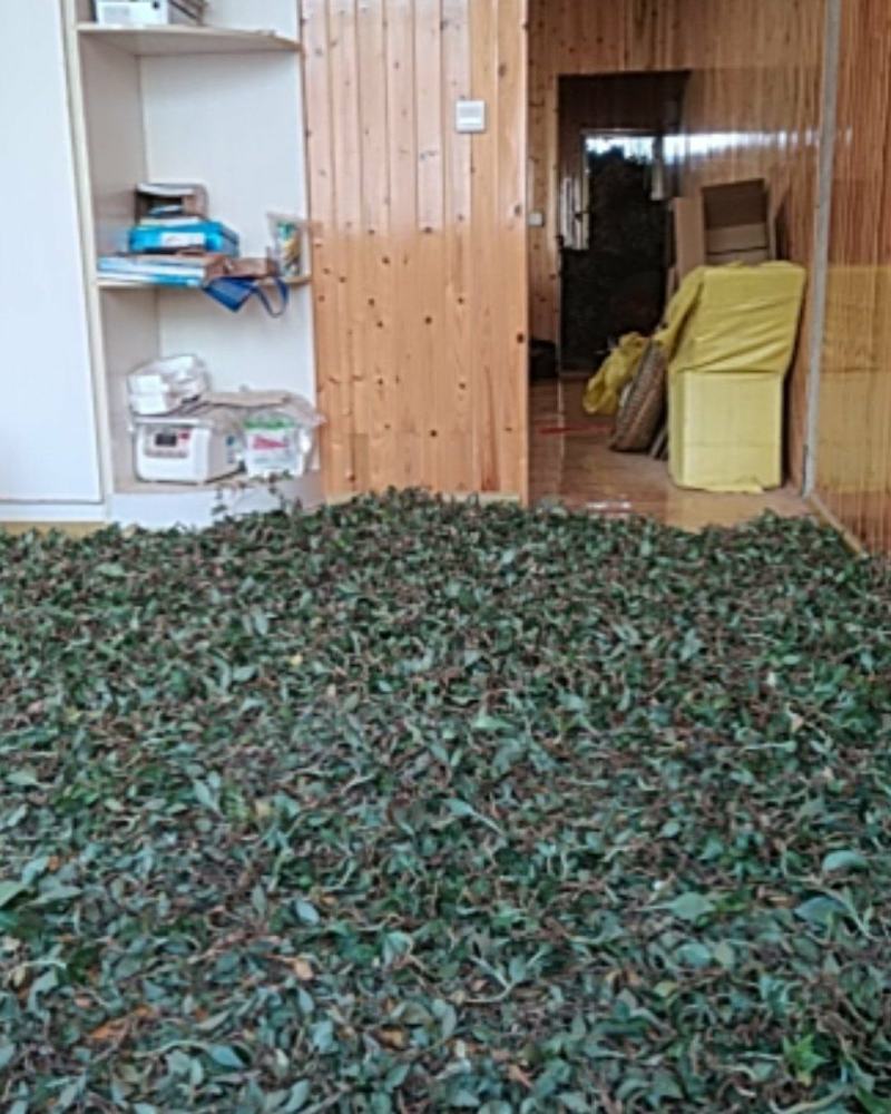 贵州野生无硫斑叶兰干货银线莲生货肺心草干品润肺产地直销