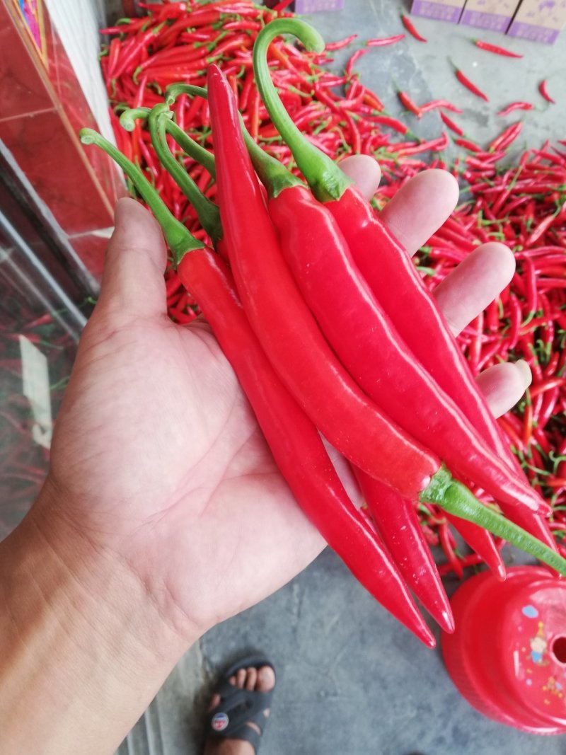 线椒，红椒刚刚上市