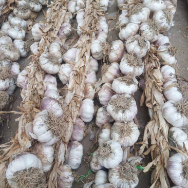 山东辫子鲜蒜大量上市中，货源充足，欢迎老板们前来购货