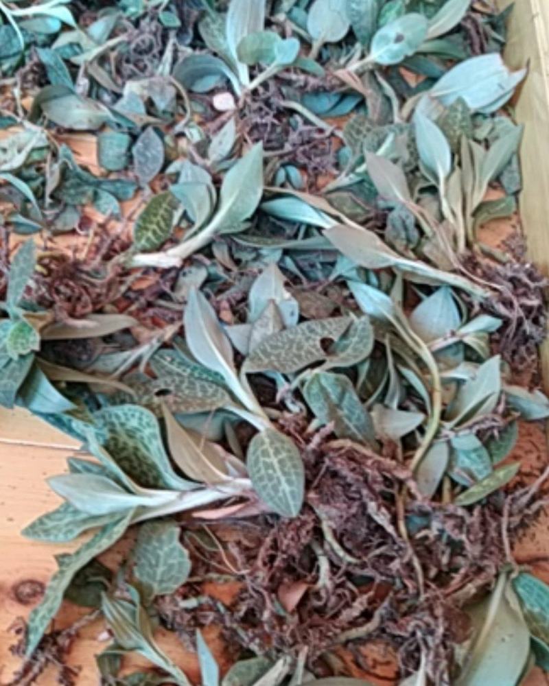 贵州野生无硫斑叶兰干货银线莲生货肺心草干品润肺产地直销