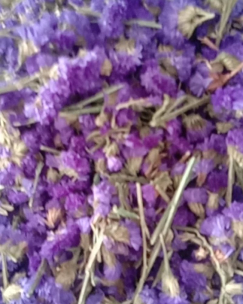 勿忘我，常年批发供应药食同源勿忘我花中药材