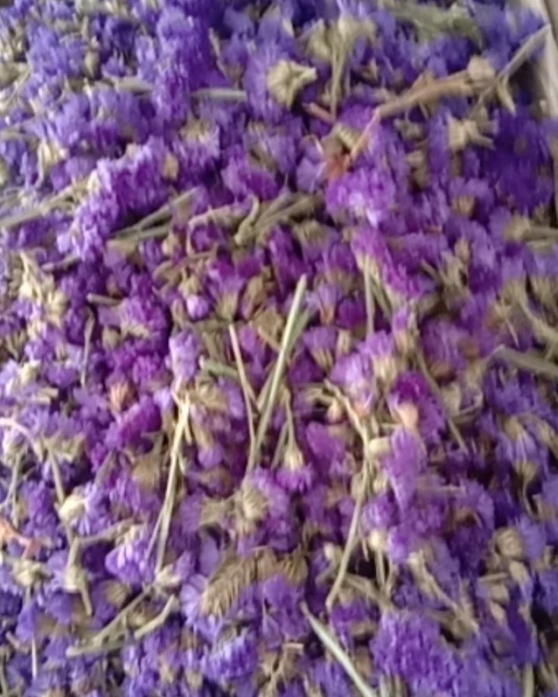 勿忘我，常年批发供应药食同源勿忘我花中药材