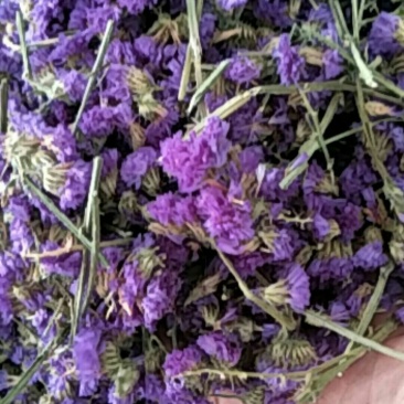 勿忘我，常年批发供应药食同源勿忘我花中药材