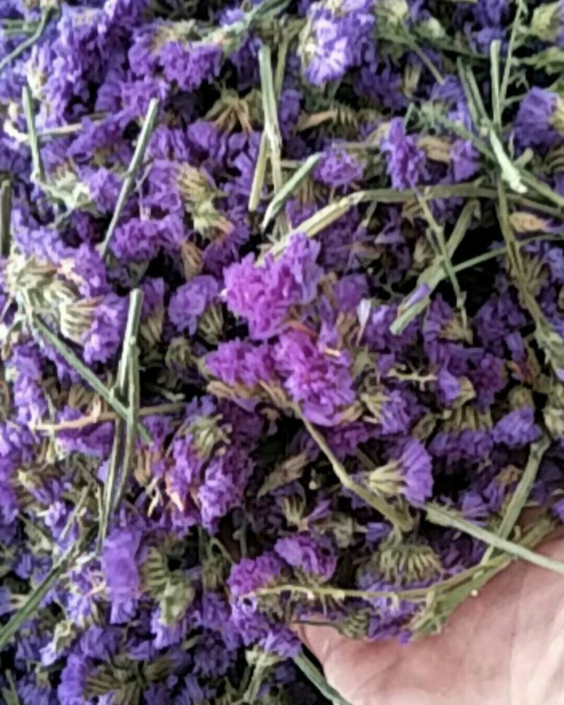 勿忘我，常年批发供应药食同源勿忘我花中药材