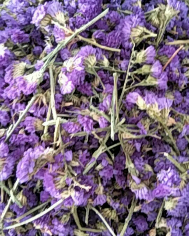 勿忘我，常年批发供应药食同源勿忘我花中药材