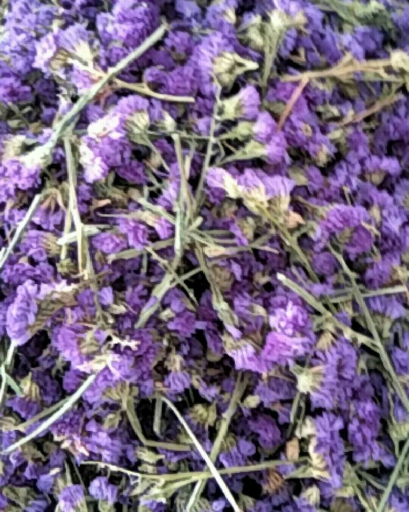勿忘我，常年批发供应药食同源勿忘我花中药材