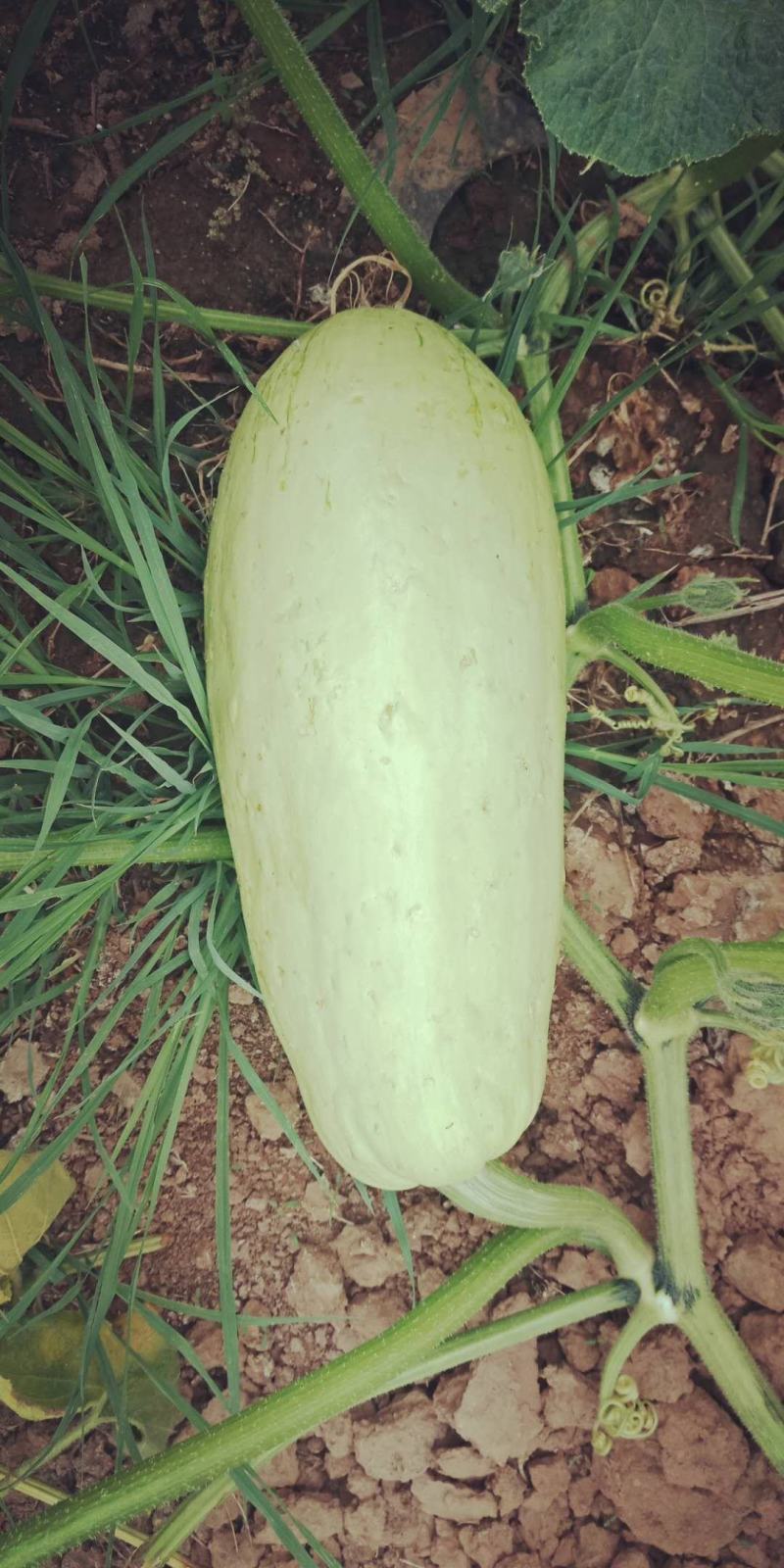 肥乡白南瓜，白玉南瓜上市