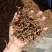 干豆角豆角段豆角结碎豆角60斤一件