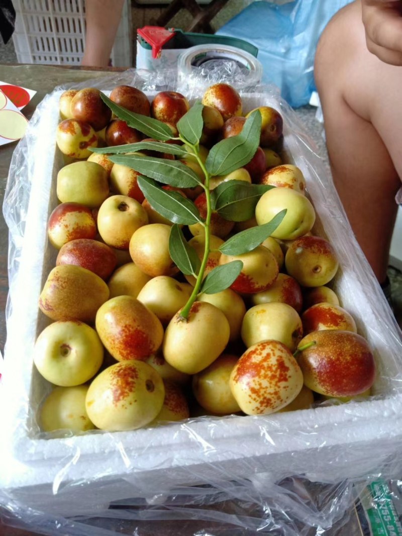 大荔冬枣，冬枣，冬枣基地，万亩冬枣可代发，可视频看货
