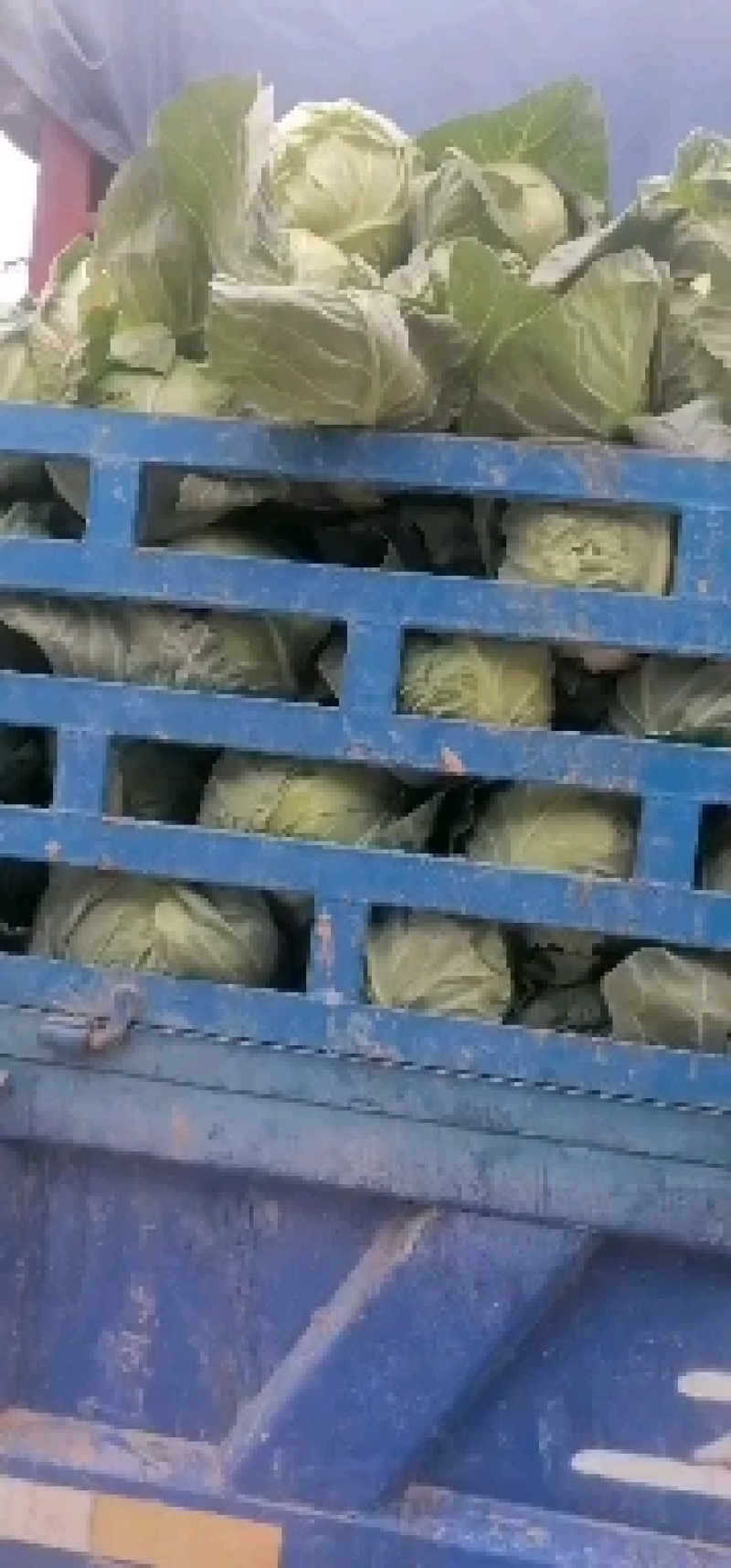 高原夏菜精品圆包菜大量上市