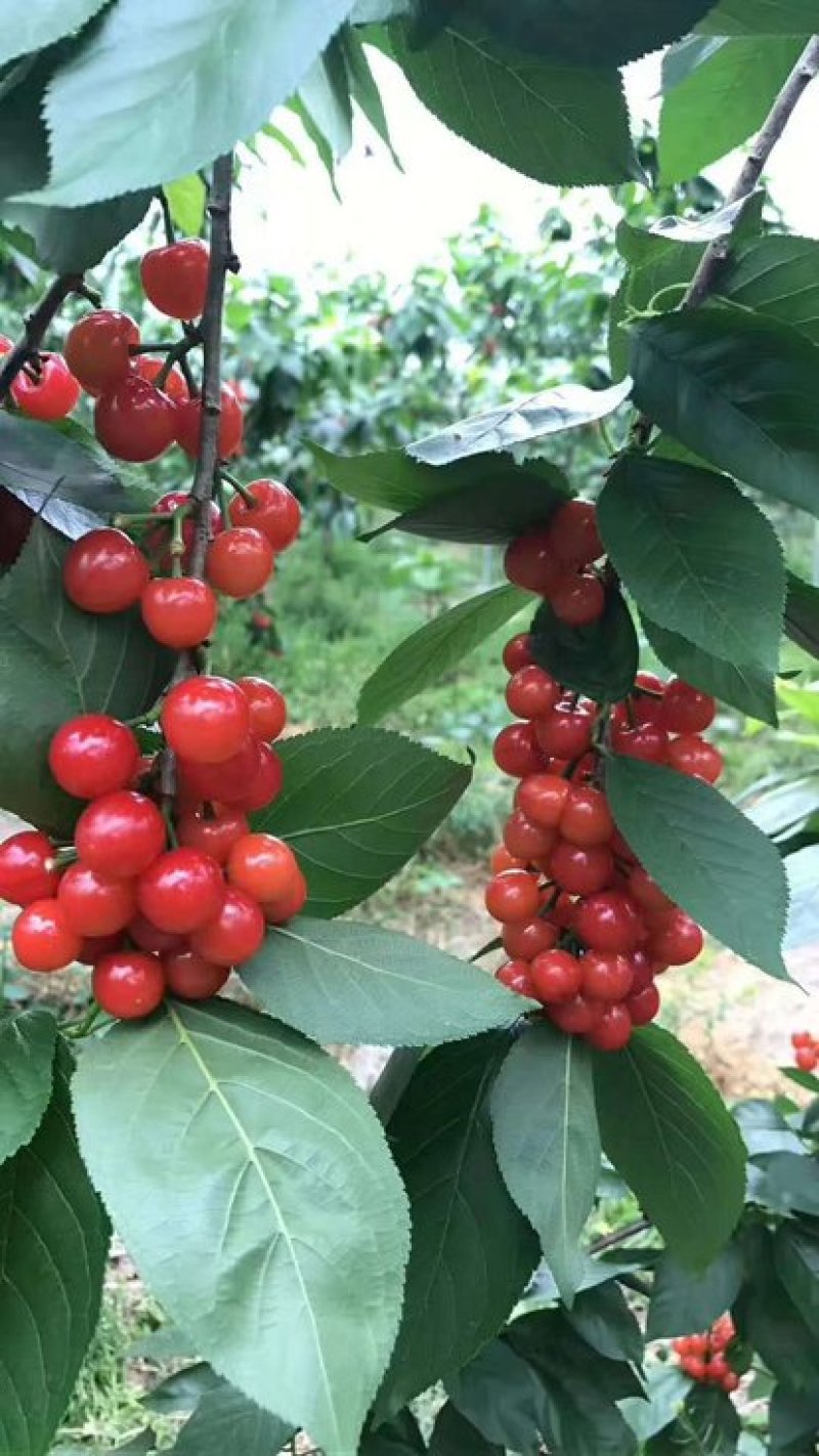 钻石之光，俄8，车里子系列，黄蜜，辉煌，巨人，鲁樱，乌皮