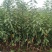 钻石之光，俄8，车里子系列，黄蜜，辉煌，巨人，鲁樱，乌皮