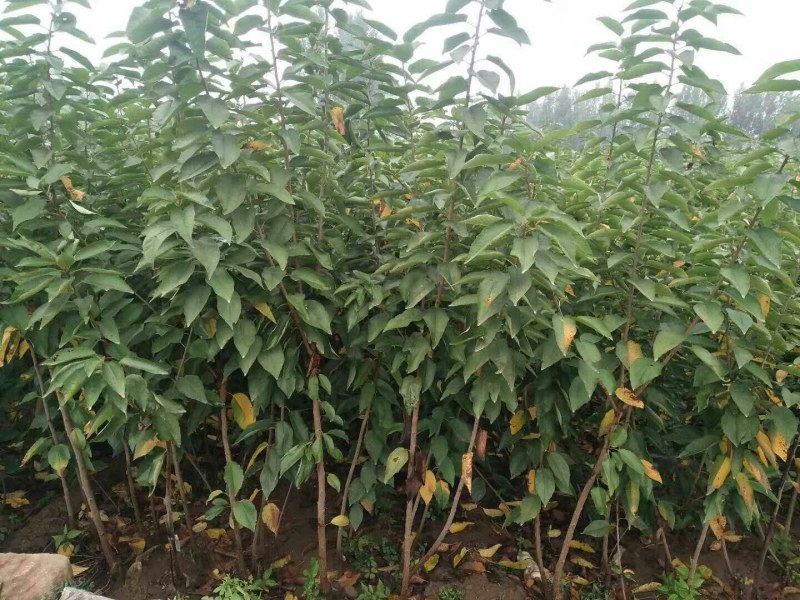 钻石之光，俄8，车里子系列，黄蜜，辉煌，巨人，鲁樱，乌皮