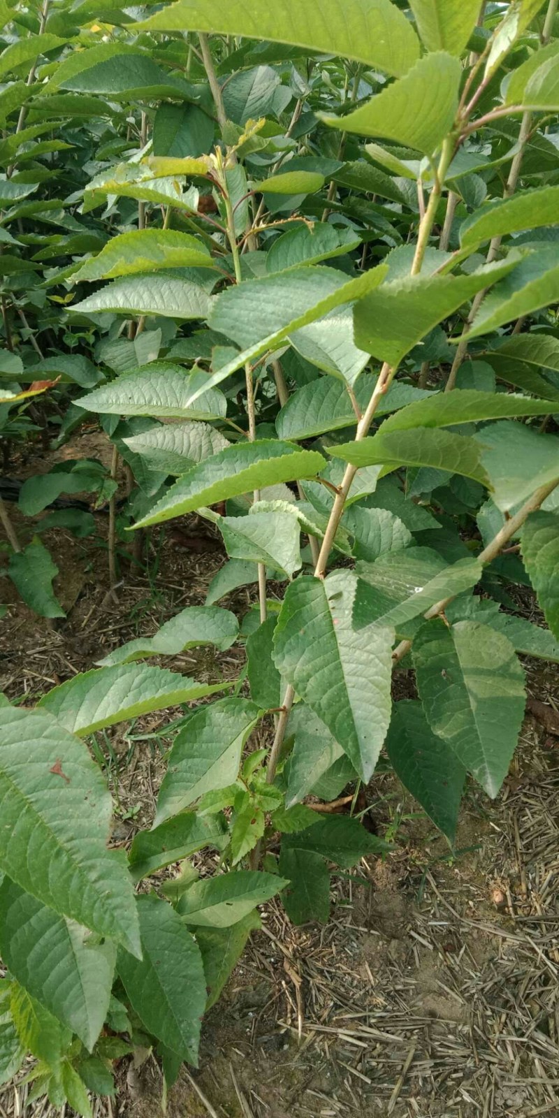 钻石之光，俄8，车里子系列，黄蜜，辉煌，巨人，鲁樱，乌皮