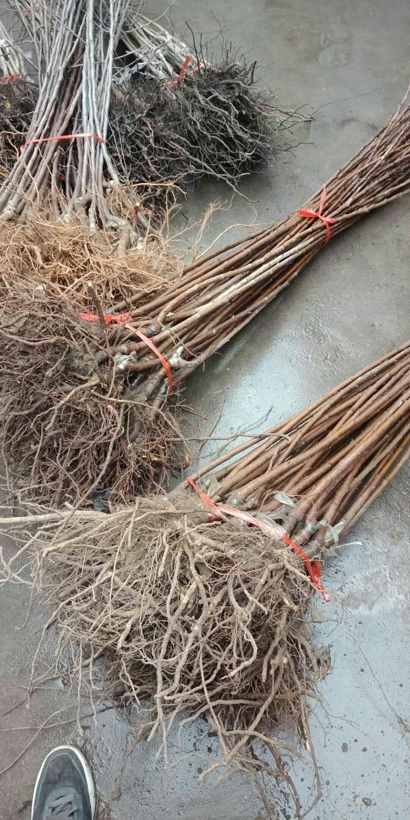 钻石之光，俄8，车里子系列，黄蜜，辉煌，巨人，鲁樱，乌皮