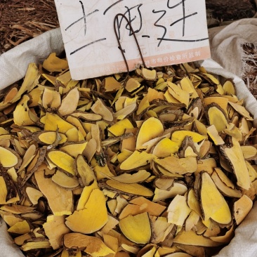 功劳木，颜色黄，需要的老板联系我