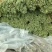 大棚长豆角大量供应，商超，市场，可泡水，可加冰，可深加工