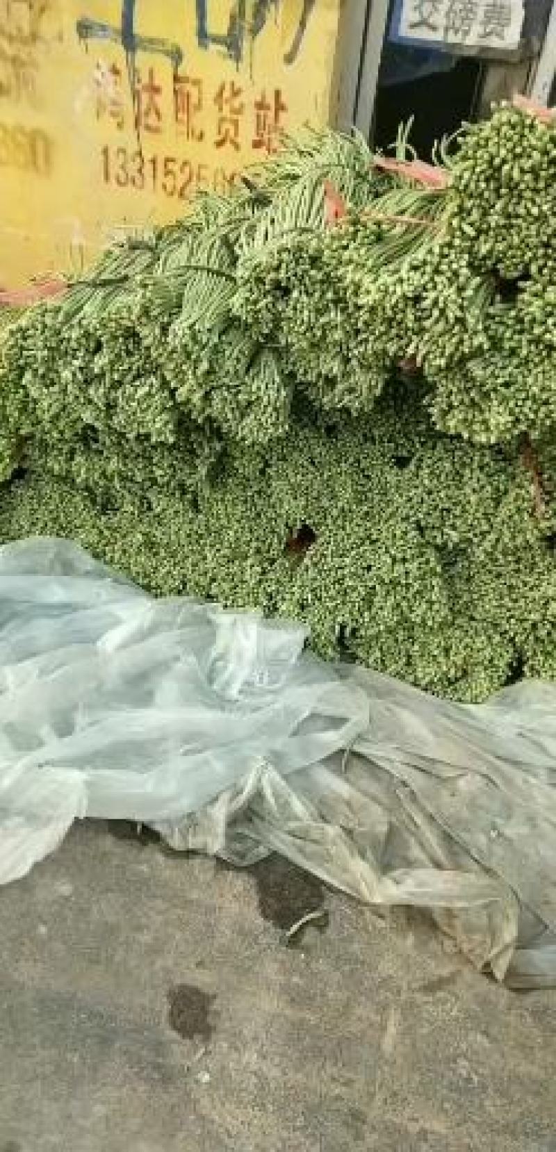 大棚长豆角大量供应，商超，市场，可泡水，可加冰，可深加工