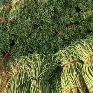 大棚长豆角大量供应，商超，市场，可泡水，可加冰，可深加工