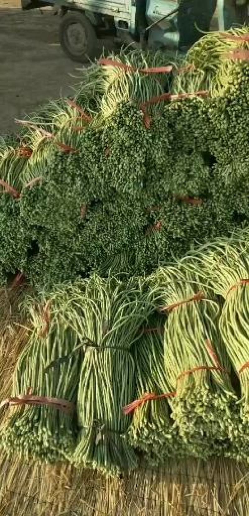 大棚长豆角大量供应，商超，市场，可泡水，可加冰，可深加工