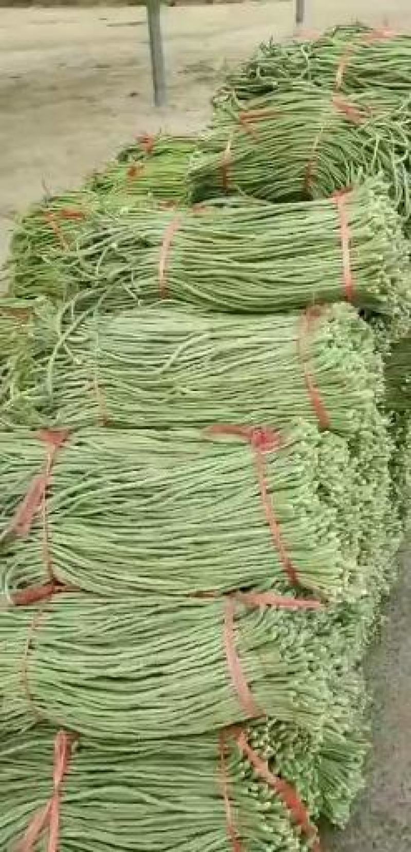 保定大棚长豆角产地直发，可供市场，超市，电商，加工厂，等